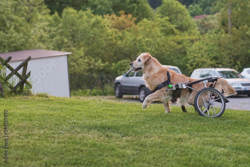 disabled dog