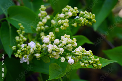 Fragrant white lilac flowers on the bush in the spring