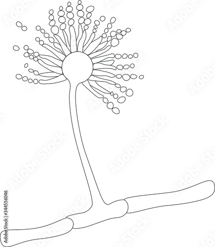 Structure of Aspergillus under microscope