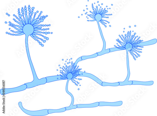 Structure of Aspergillus under microscope photo