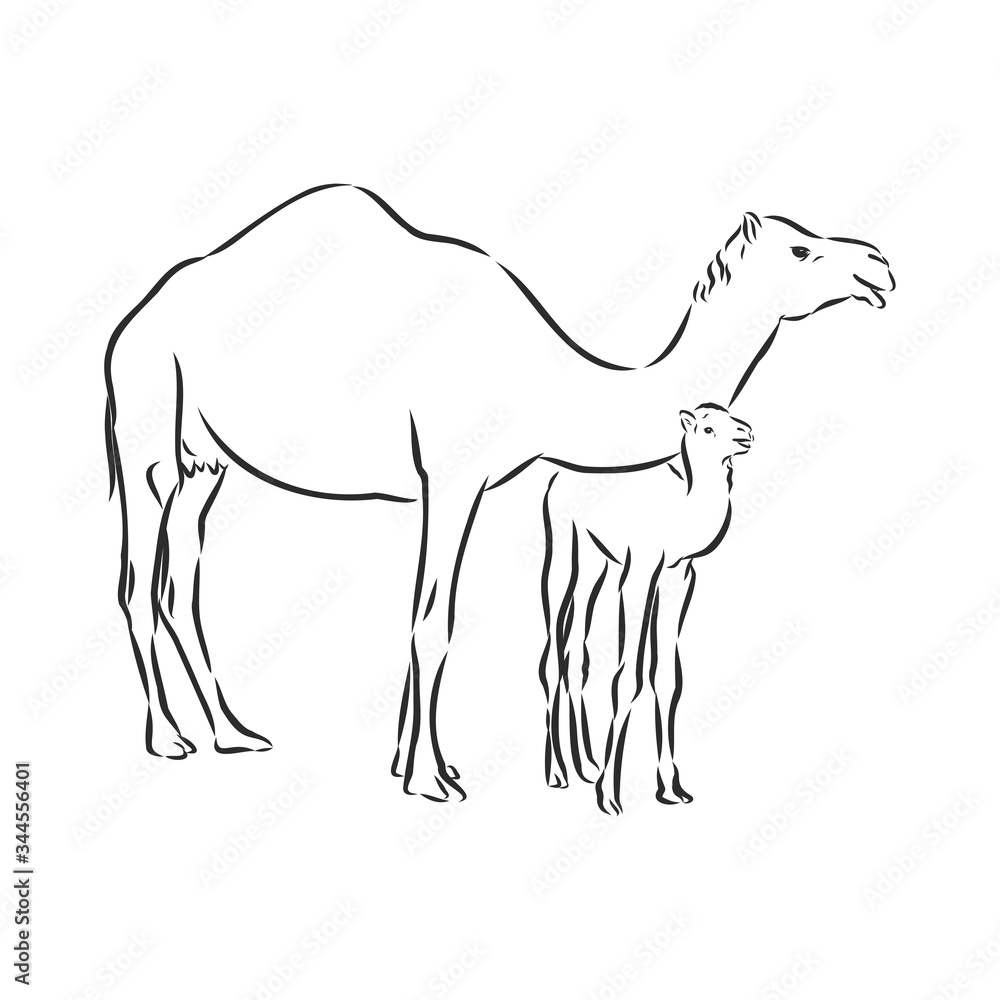 Camel. Hand drawn vector illustration. Can be used separately from your design. camel vector sketch illustration Camel. Hand drawn vector illustration. Can be used separately from your design. camel vector sketch illustration