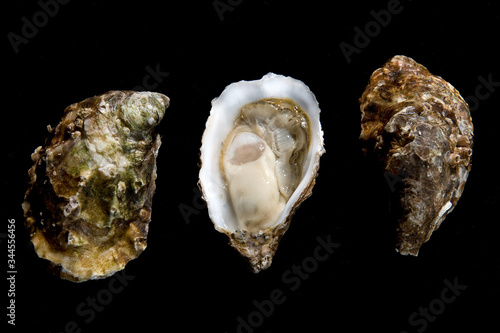 oysters closed and open on a black background