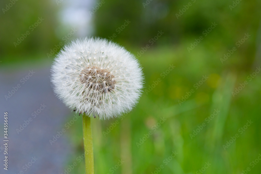 Dandelion seeds near the road with a fresh green side background, grey seeds on green background Dandelion seeds near the road with a fresh green side background, grey seeds on green background