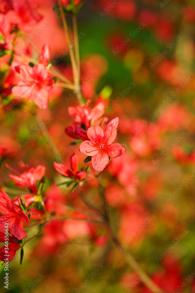 Red azalea flower bush in the spring garden Red azalea flower bush in the spring garden