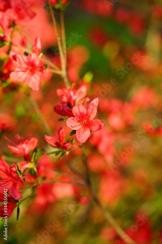Red azalea flower bush in the spring garden © eqroy