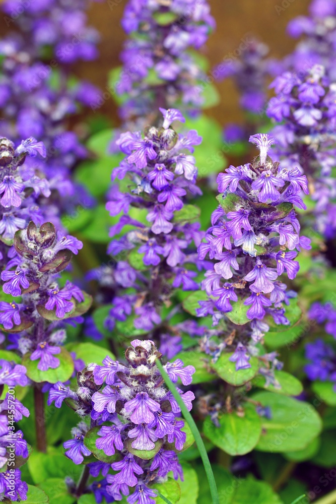 Carpet bugle weed (ajuga reptans) flower spikes in the spring garden Carpet bugle weed (ajuga reptans) flower spikes in the spring garden
