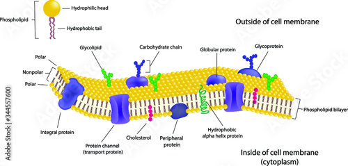 Phospholipid bilayers structure of cell membrane or cytoplasmic membrane photo