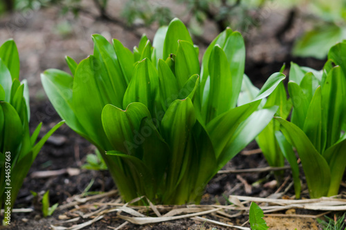 plant with green leaves in the spring garden