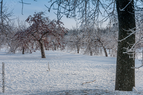 Beauté du verglas sur le paysage forestier