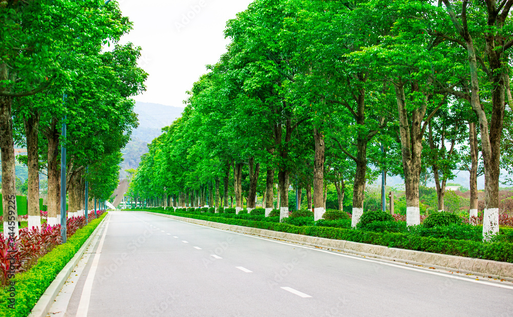 An empty driveway with green trees
An empty driveway with green trees
