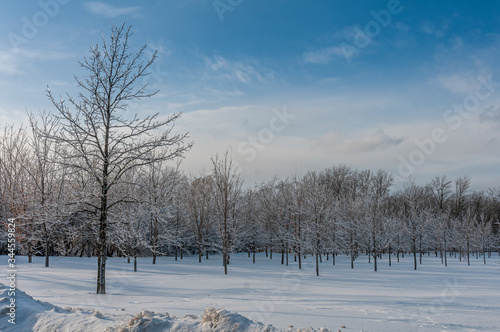 Beauté du verglas sur le paysage forestier