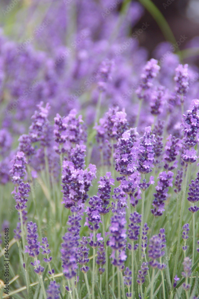 Fototapeta premium Field of lavender, common garden lavender, narrow-leaved English lavender