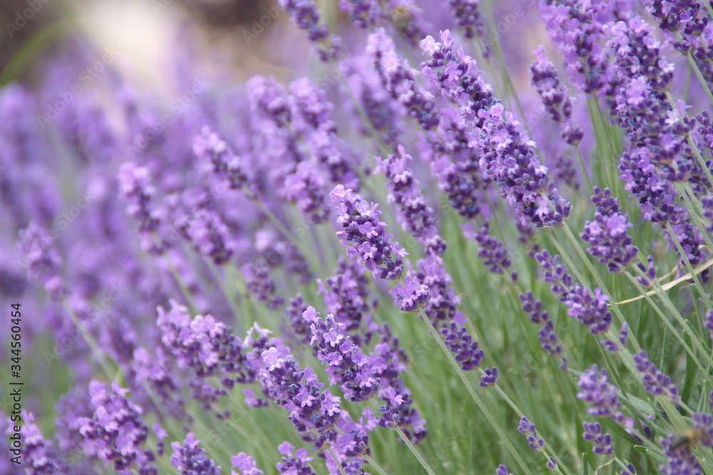 Field of lavender, common garden lavender, narrow-leaved English lavender Field of lavender, common garden lavender, narrow-leaved English lavender