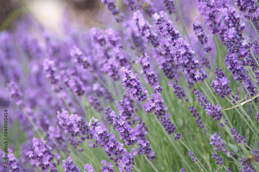 Field of lavender, common  garden lavender, narrow-leaved English lavender