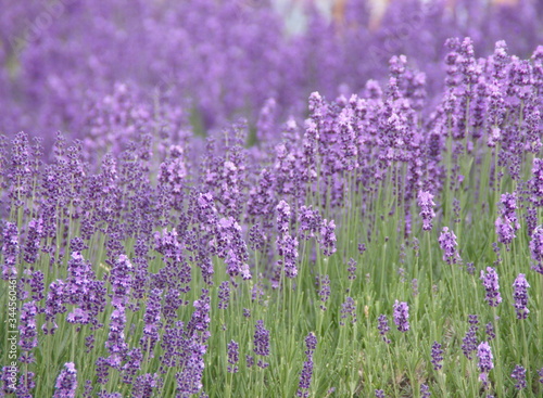 Field of Lavandula angustifolia, true lavender or common garden narrow-leaved English lavender