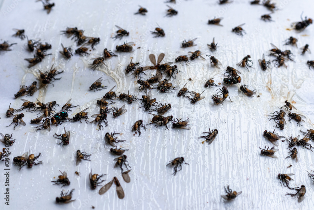 Many flies are stuck on paper with glue to trap the flies.