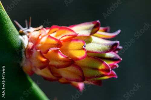 Wallpaper Mural Cactus with dragonfruit that grows in Asia Torontodigital.ca