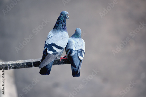 Two bird sitting on rode 