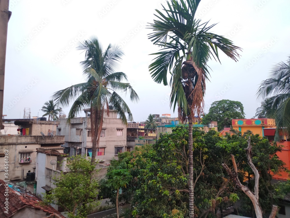 Coconut trees in local area of India
