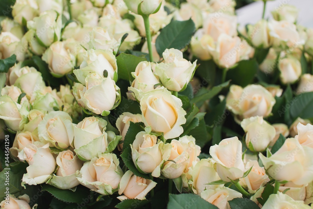 Obraz premium Peach Avalanche Rose Bush Background