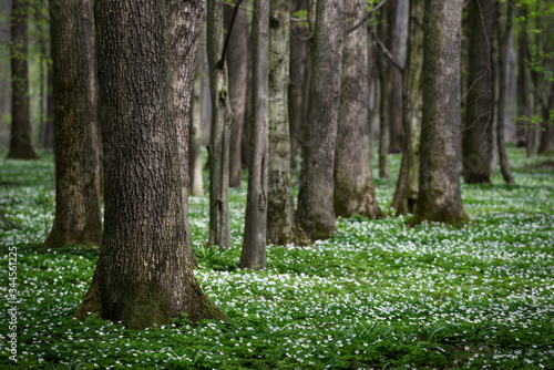 Spring forest with the first flowers