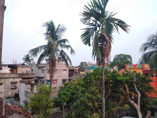 Coconut trees in local area of India © Avra