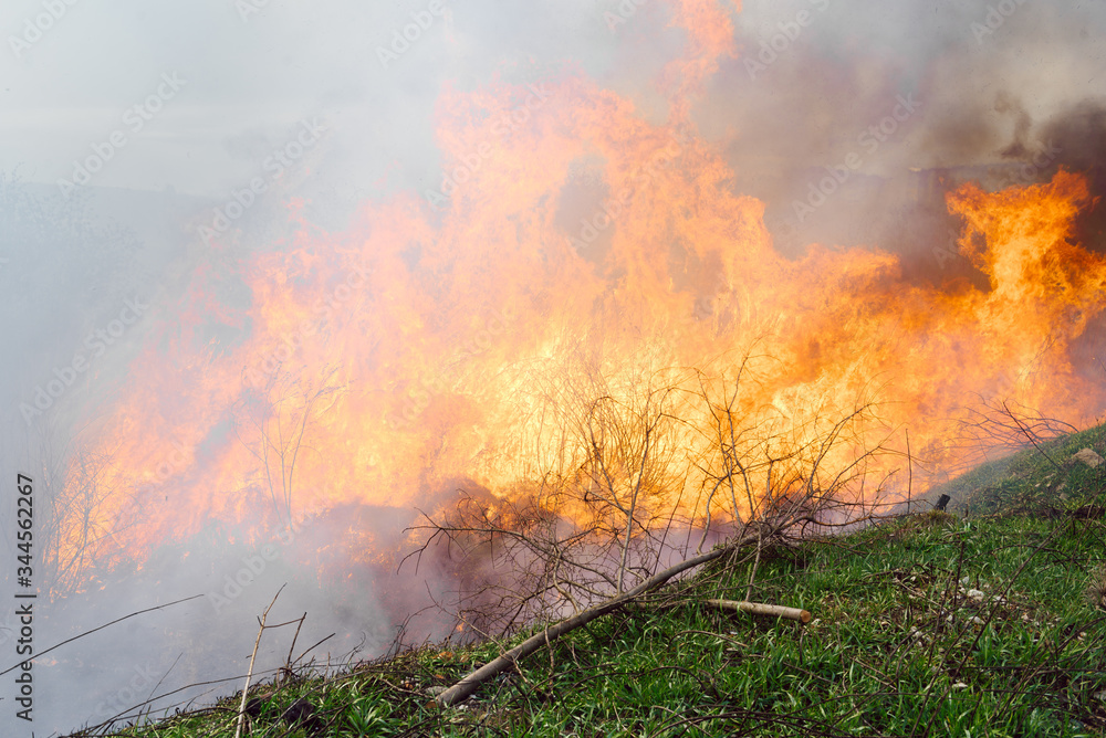 Dry grass burns in a forest fire with bright and large tongues of fire. The problem of environmental pollution.