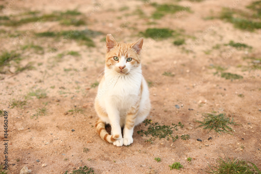 portrait of a cute red and white cat outdoors looking into the camera on spring day. selective focus. copy space.