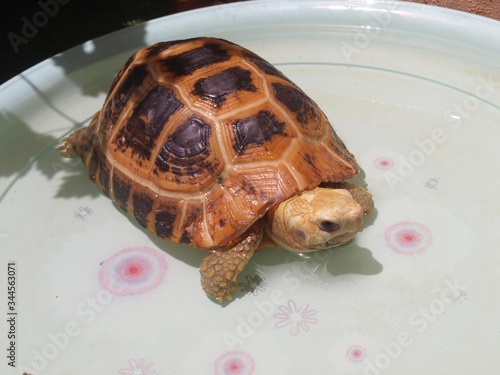 A cute domestic tortoise bathing in the water on a hot sunny day. Yellow brown turtle. Cute exptic pet. The turtle pulled its head out of  shell and looks away. Close up, isolated, macro top view.  photo