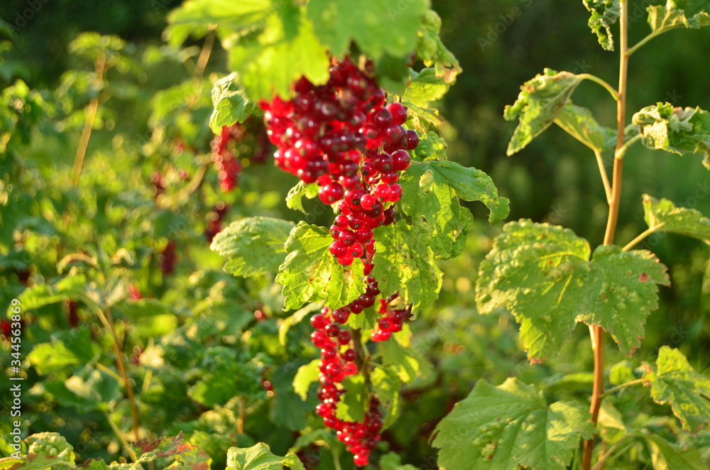 Photo of red currant berries on a background of a green bush in the rays of the setting sun