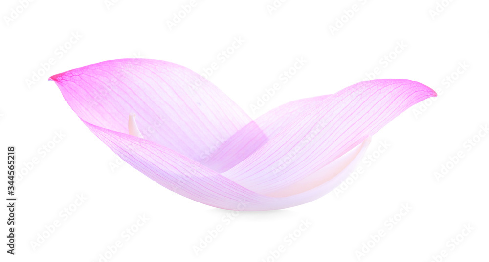 lotus isolated on white background. lotus isolated on white background.