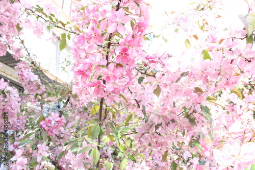 pink cherry blossom in spring