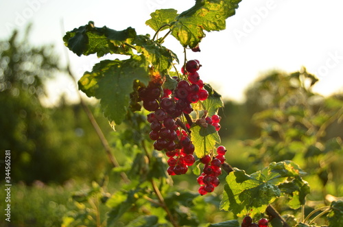 Photo of red currant berries on a background of a green bush in the rays of the setting sun