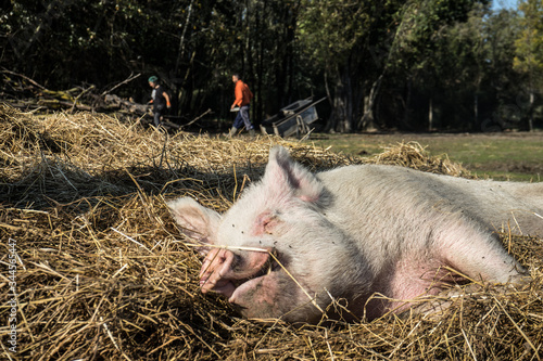 Maialino felice vegan photo