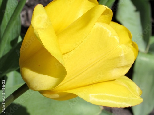 yellow tulip flower