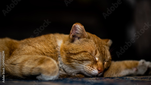 Fototapeta Naklejka Na Ścianę i Meble -  red cat sleeps in funny pose