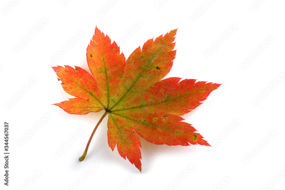 Autumn maple leaf Autumn maple leaf