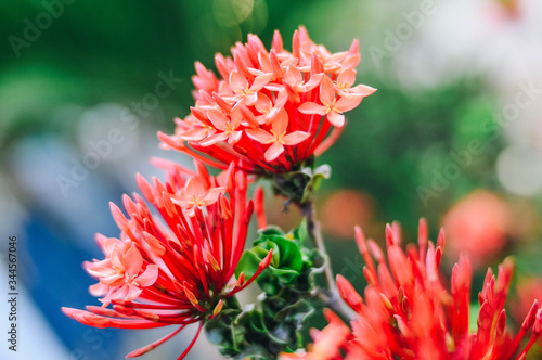 red dahlia flower © Phichett