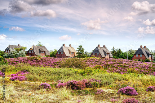 Thatched cottages with blooming heather growing on the dunes. Fairytale panorama landscape on the island of Sylt, North Frisian Islands, Germany.