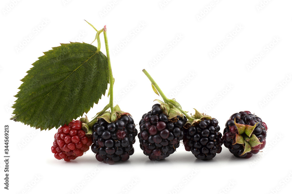 Blackberries and leaf Blackberries and leaf