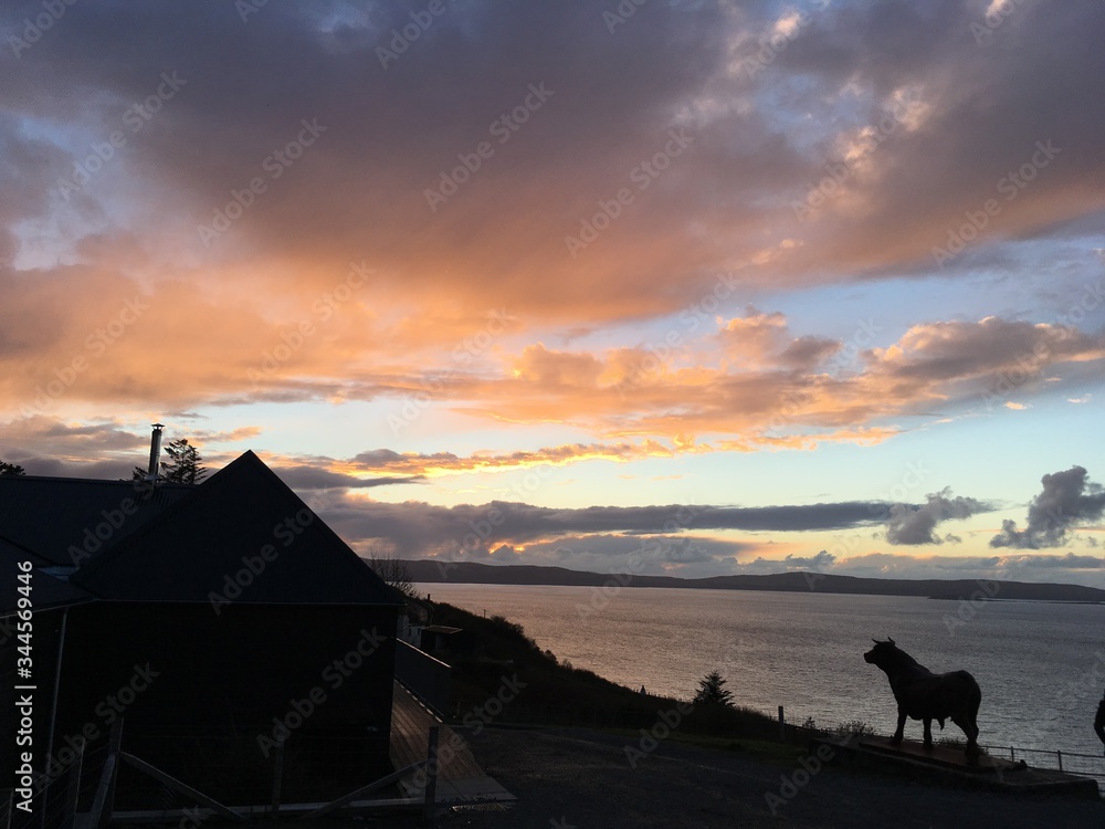 sunset over the sea with highland cow