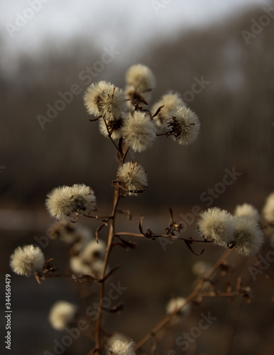 willow branches in spring