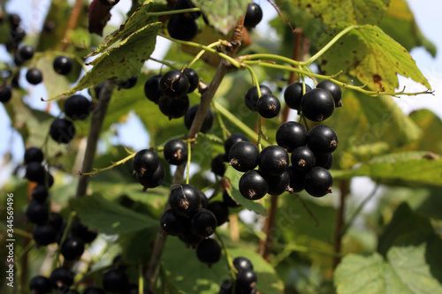 Growing black currant