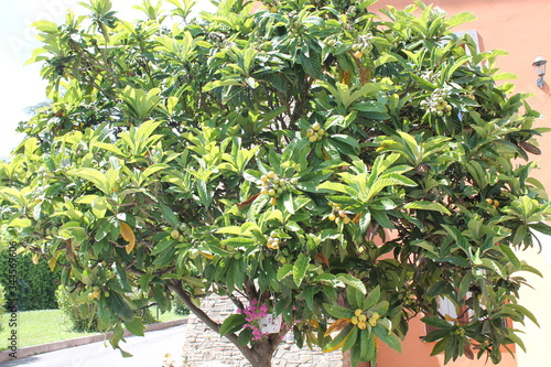 Loquat tree in the garden (Eriobotrya japonica)