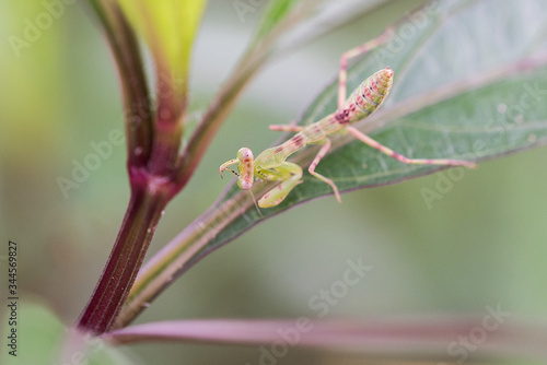 Close up of a praying mantis on a green leaf