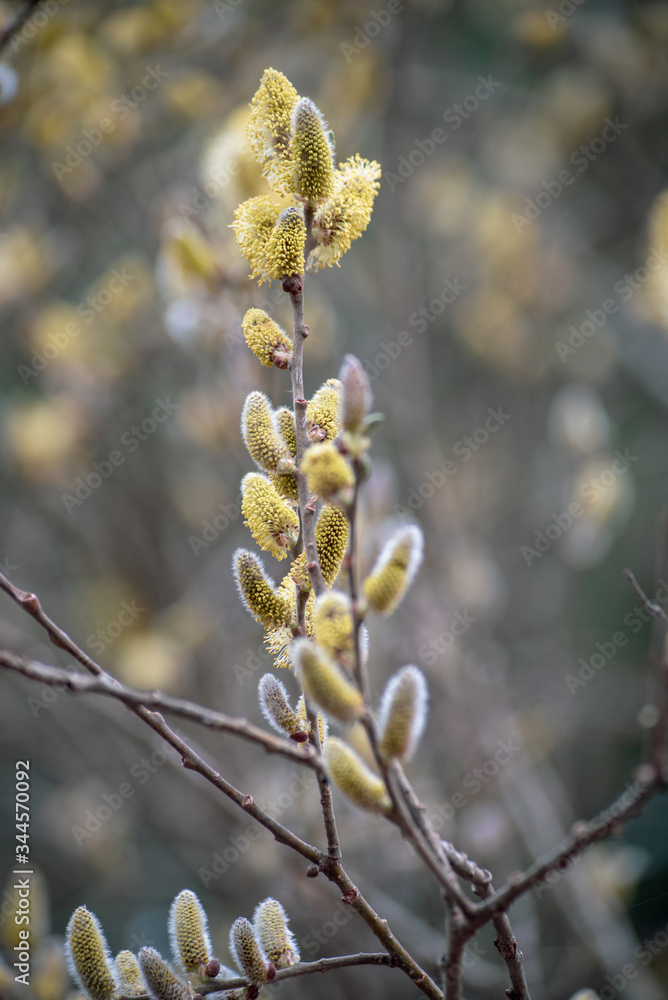 Yellow flowering willow branch in spring forest Yellow flowering willow branch in spring forest