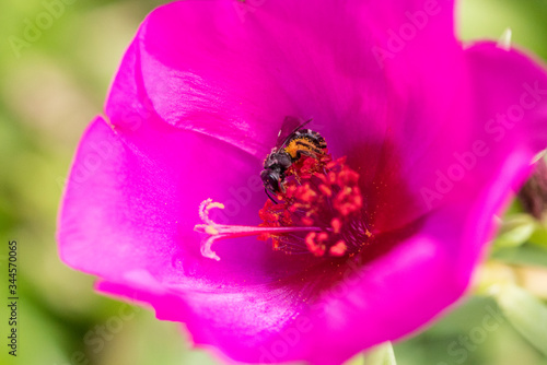 Close up of a working bee covered in pollen in a pink flower