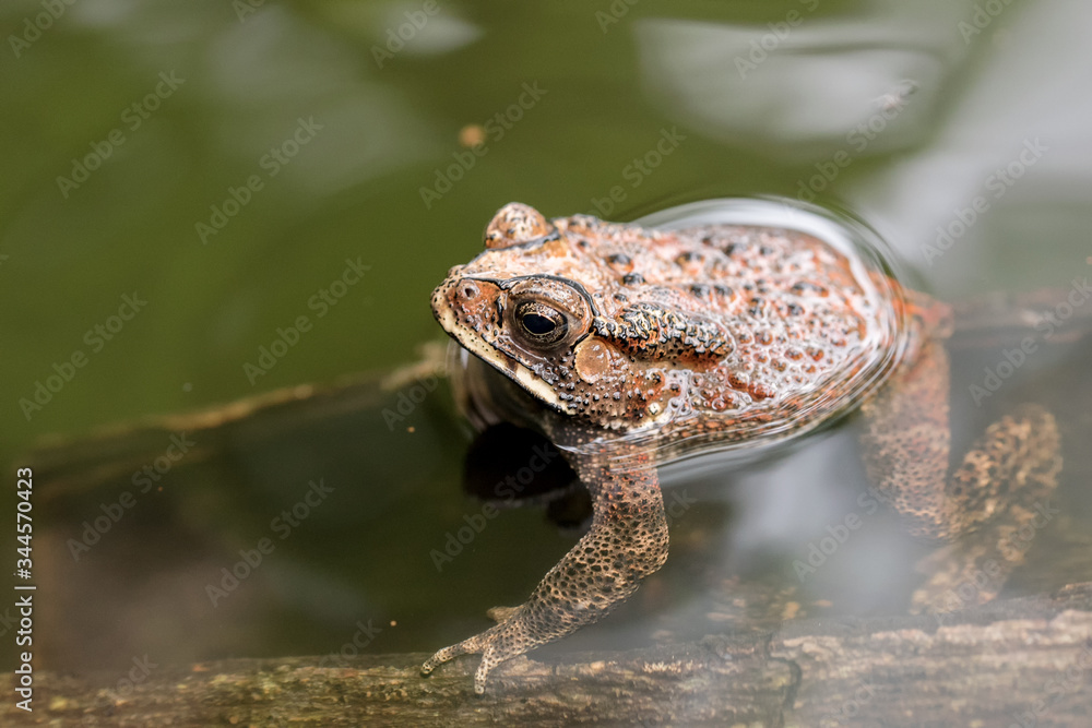 Obraz premium Close up of a toad in a pond