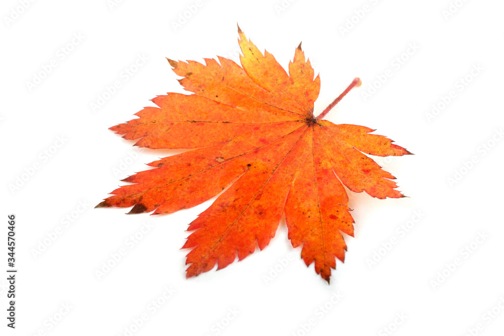 Fototapeta premium Autumn maple leaf