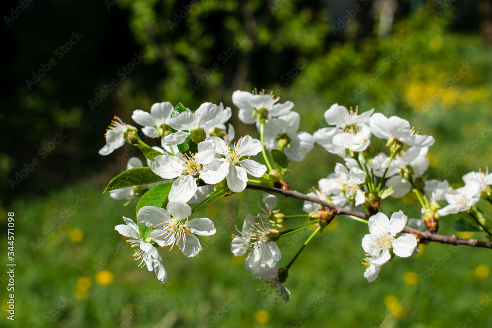 Spring. White apple blossom. The tree is blooming. Spring. White apple blossom. The tree is blooming.